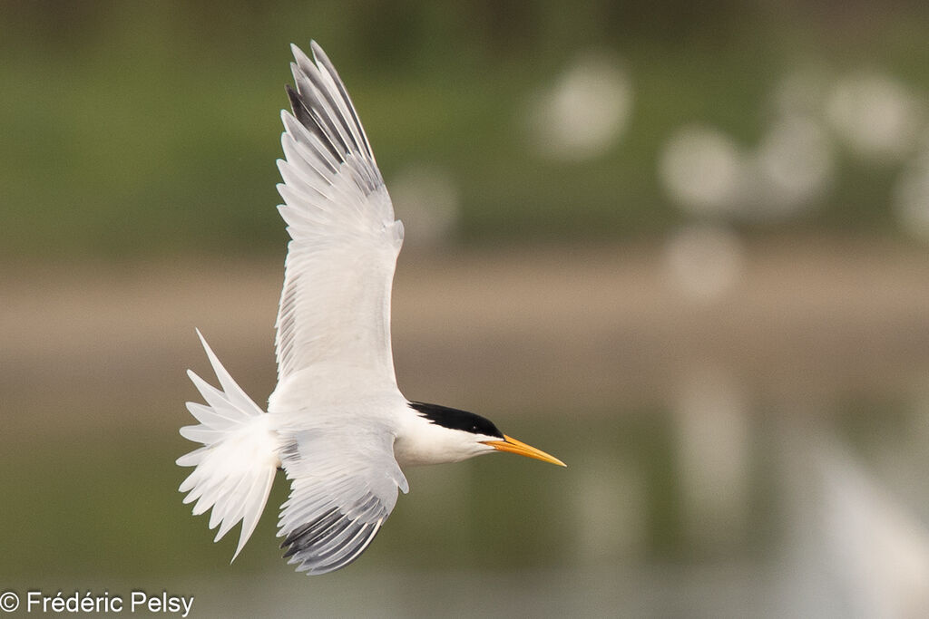 Elegant Tern