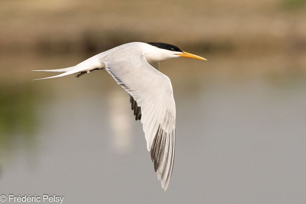 Elegant Tern