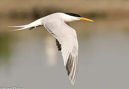 Elegant Tern