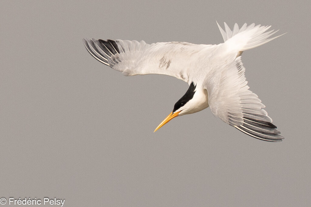 Elegant Tern