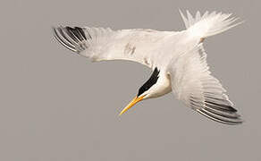 Elegant Tern