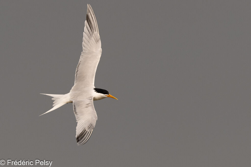 Elegant Tern