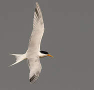 Elegant Tern