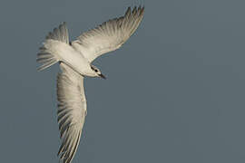 Gull-billed Tern