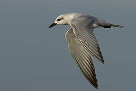 Gull-billed Tern