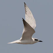 Gull-billed Tern