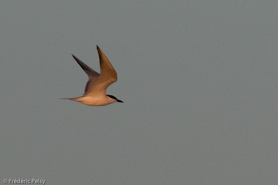 Gull-billed Tern