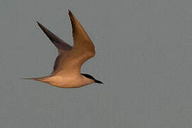 Gull-billed Tern