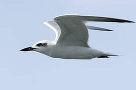 Gull-billed Tern