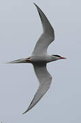 South American Tern