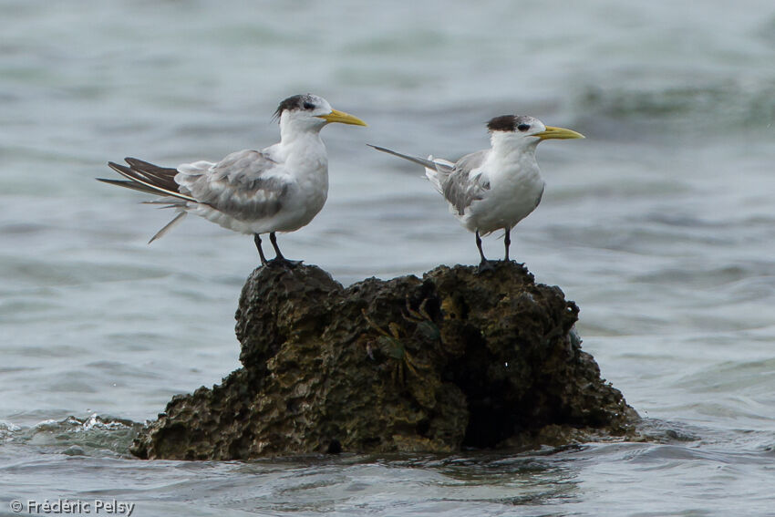 Greater Crested Ternadult