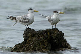 Greater Crested Tern