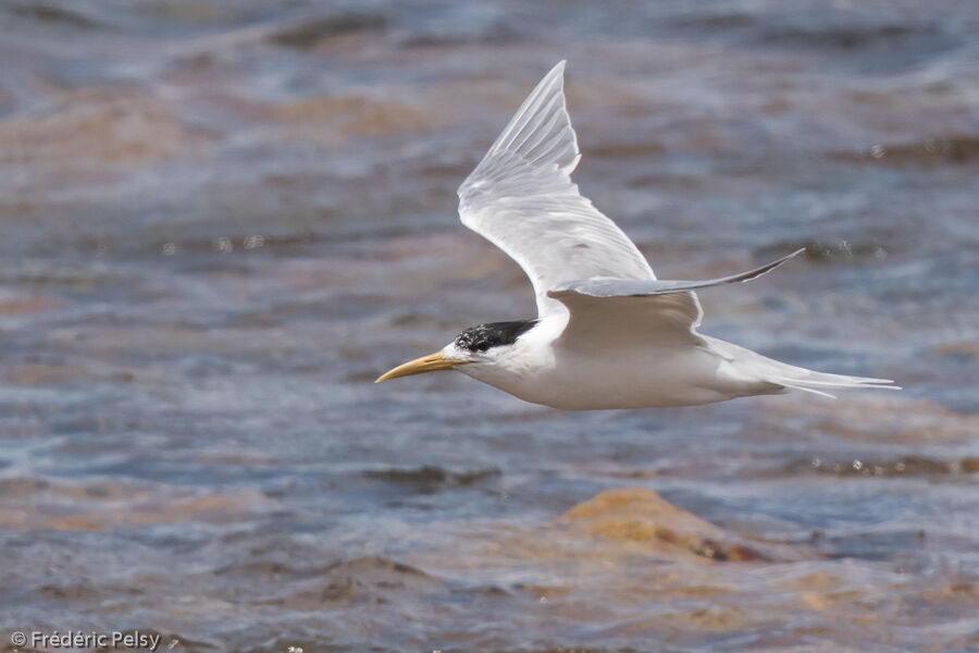 Greater Crested Ternadult post breeding, Flight