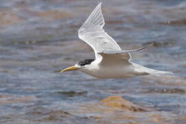 Greater Crested Tern