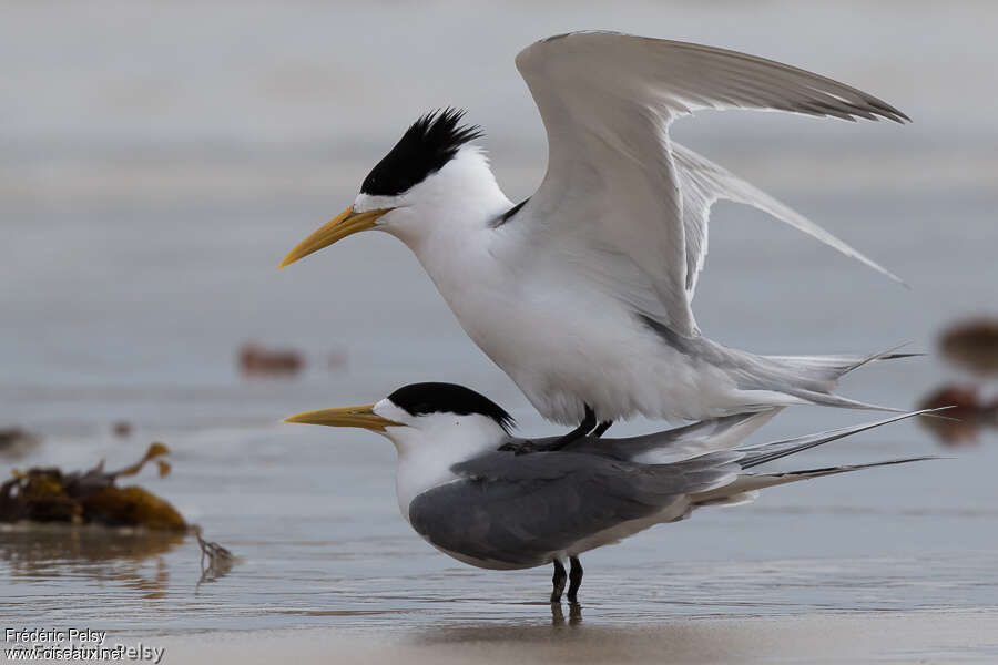 Greater Crested Ternadult, mating.