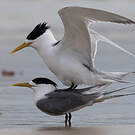 Greater Crested Tern