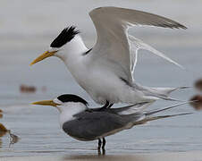 Greater Crested Tern