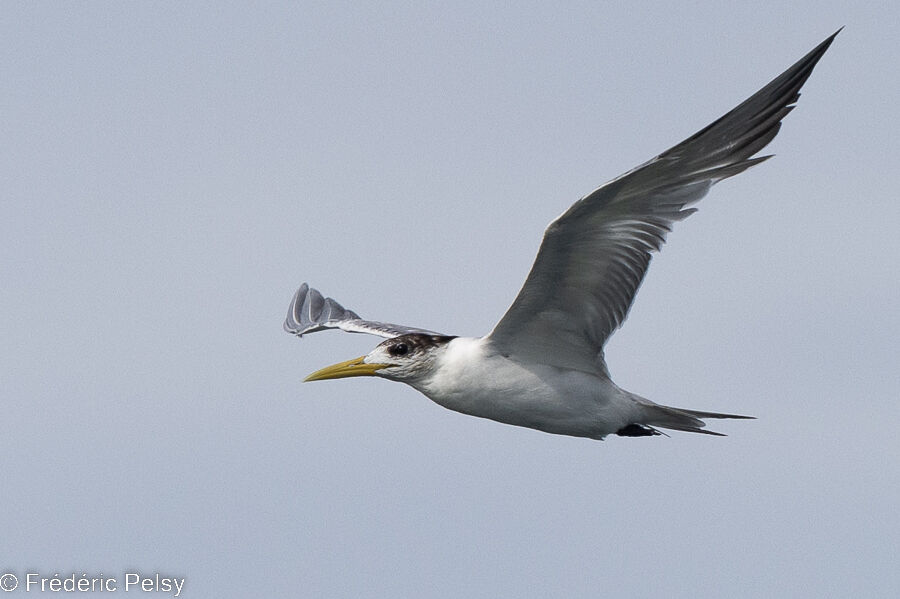 Greater Crested Tern