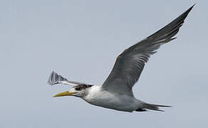 Greater Crested Tern