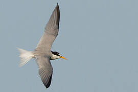 Little Tern