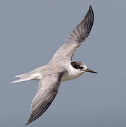 Little Tern