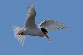 Fairy Tern