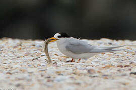 Fairy Tern