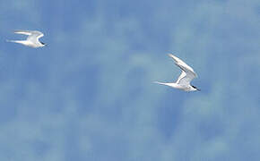 Common Tern