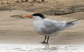 Royal Tern