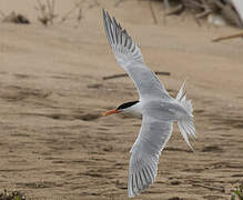 Royal Tern