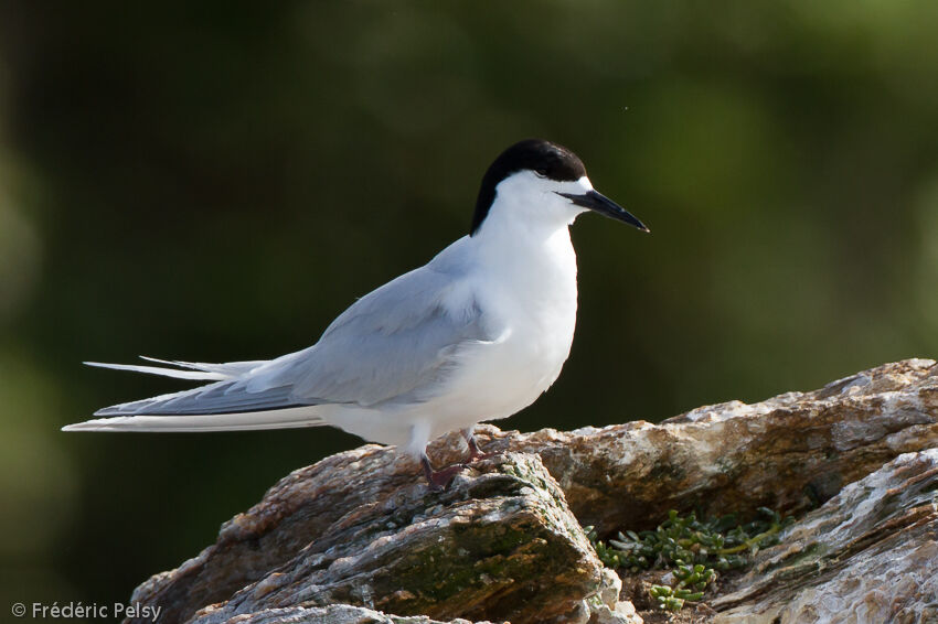 White-fronted Ternadult