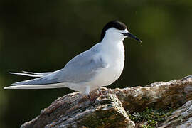 White-fronted Tern