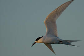 White-fronted Tern