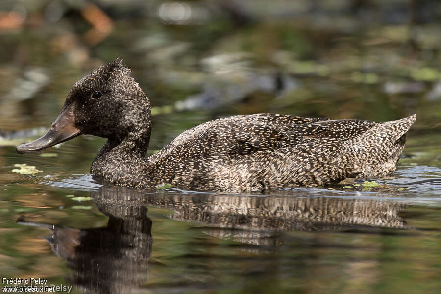 Freckled Duckimmature, identification