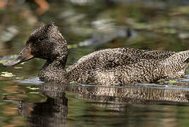 Freckled Duck