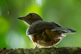 Finsch's Rufous Thrush