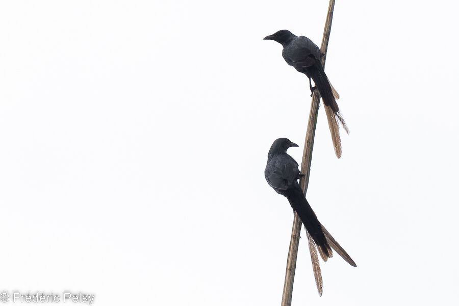 Long-tailed Starling