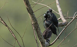 Short-tailed Starling