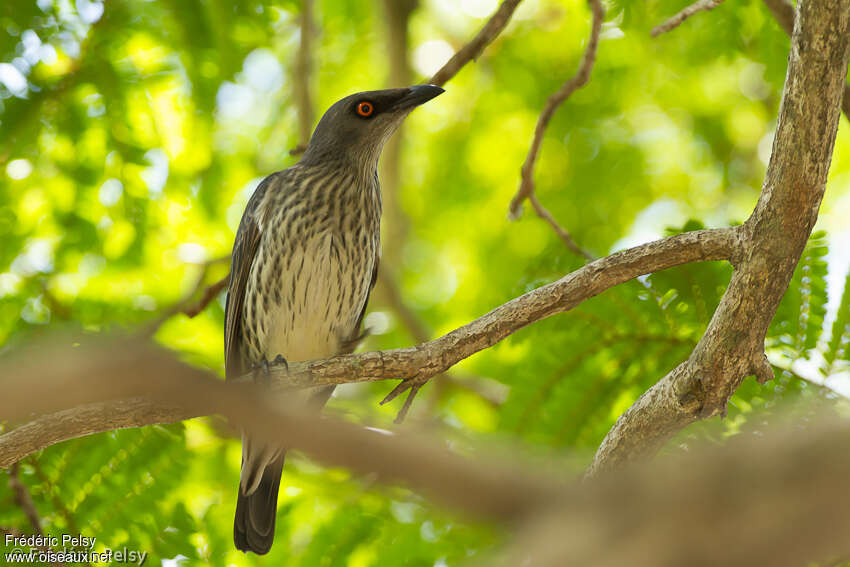 Singing Starlingimmature, identification