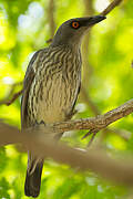 Singing Starling