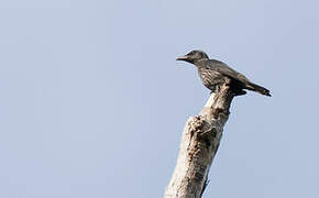 Moluccan Starling