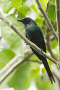 Metallic Starling