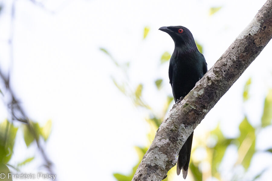 Metallic Starling