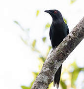 Metallic Starling