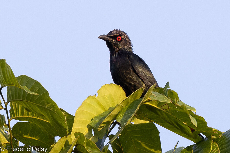 Metallic Starling