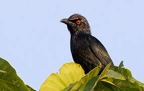 Metallic Starling