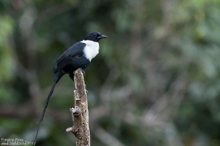 White-necked Mynaadult