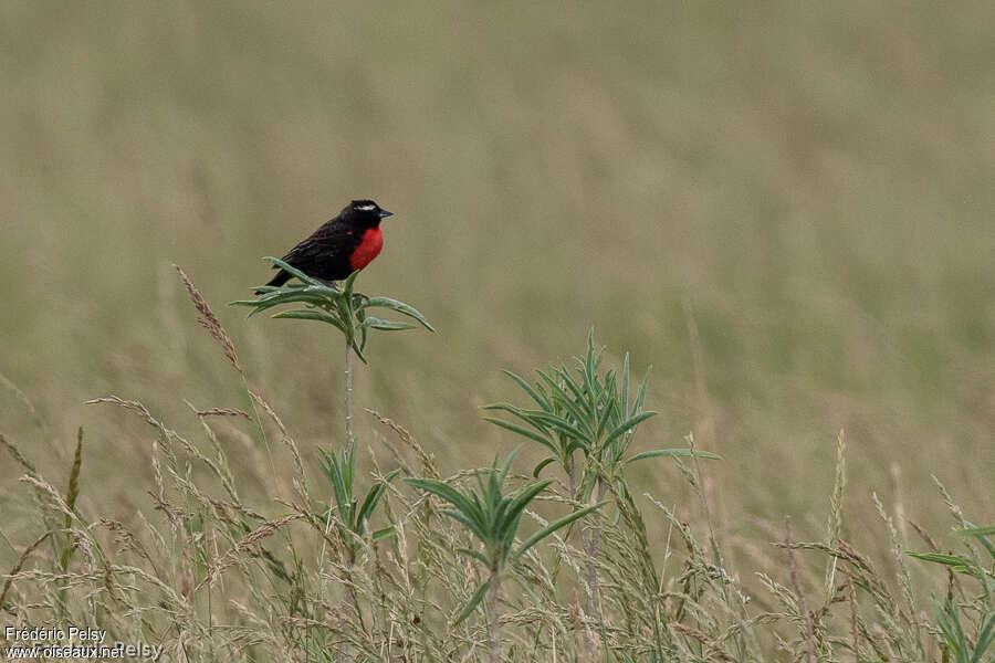 White-browed Blackbird male adult, habitat