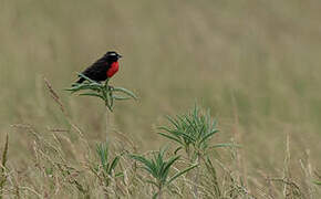 White-browed Blackbird