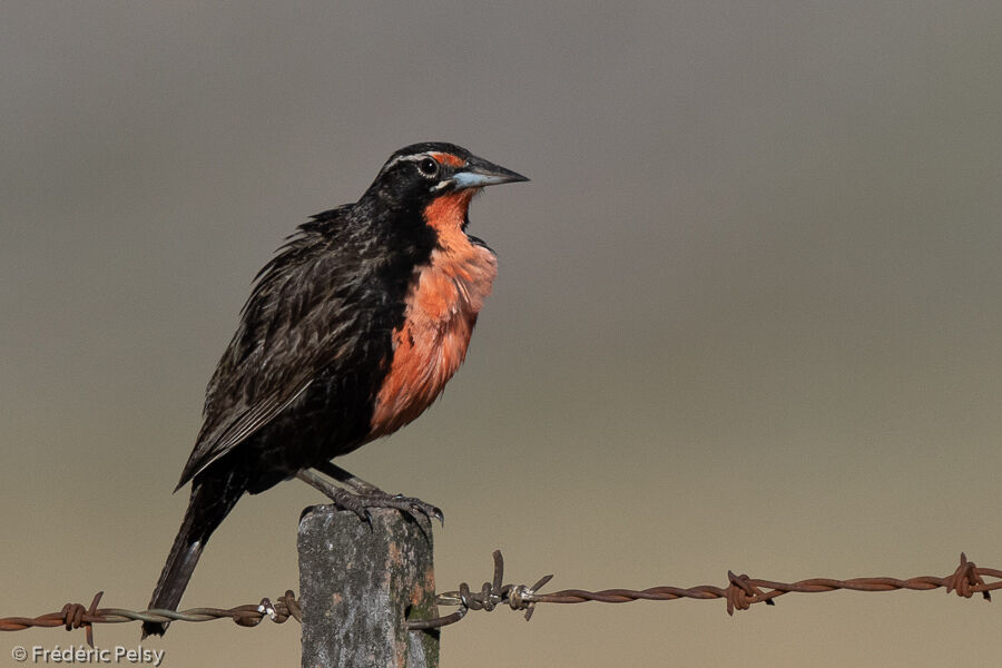 Long-tailed Meadowlark male